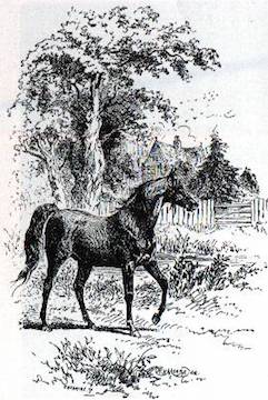 black beauty anna sewell illustration
