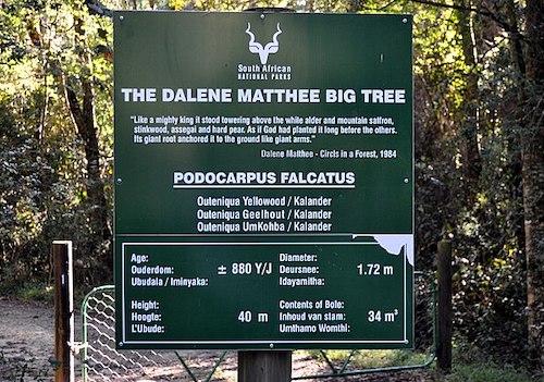 Dalene Matthee big tree - Knysa forest